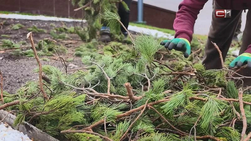 На улицах Сургута высадили около 40 тысяч тюльпанов: как цветы перенесут зиму