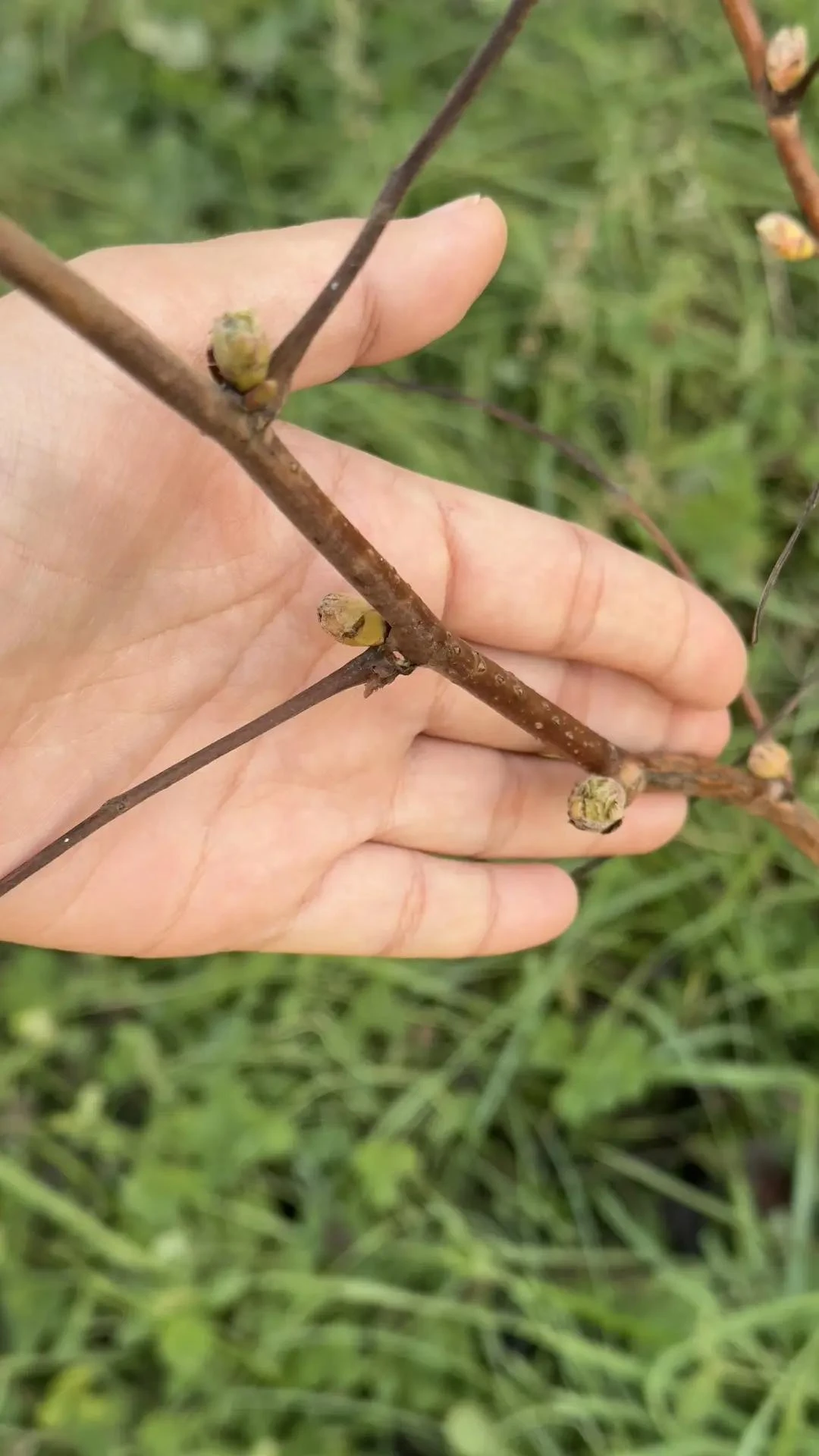 🌱 Октябрь на дворе, а кусты решили, что уже весна!