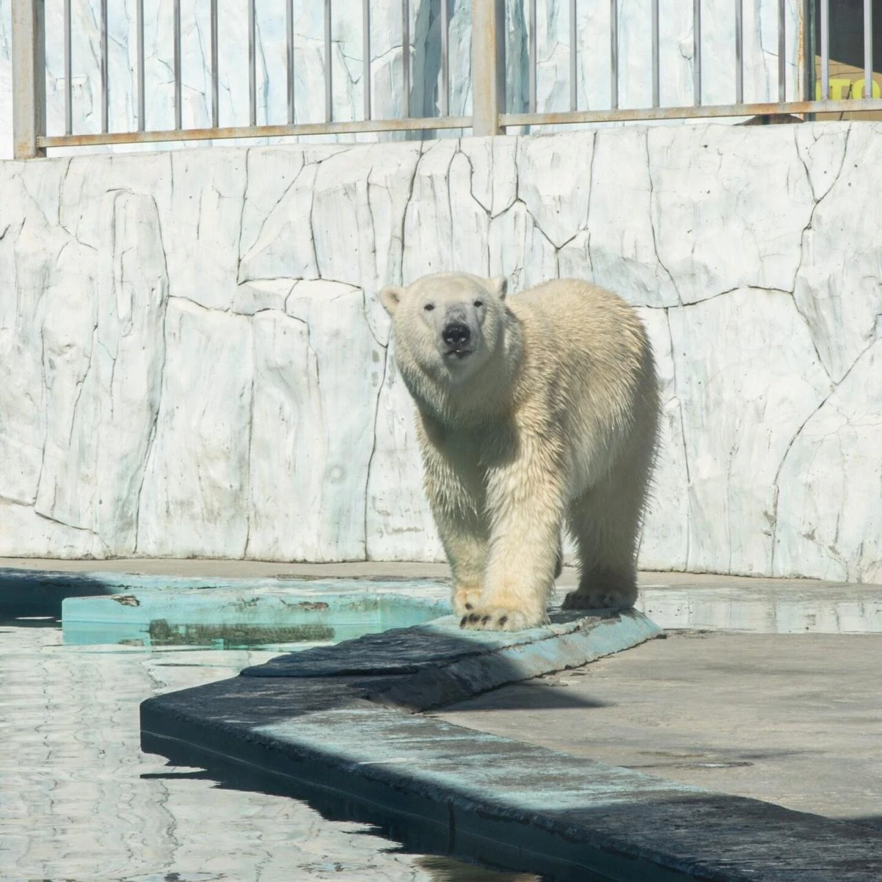 🐻 День отца отметят в Екатеринбургском зоопарке