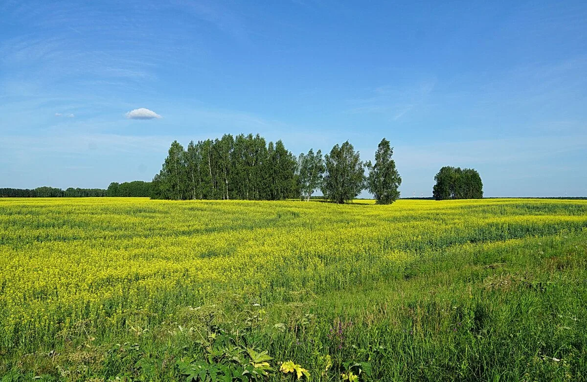 🌲🌳Что такое «колок» и почему это не просто роща?