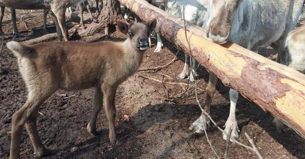 Минутка умиления: маленькие оленята родовой общины Тяня 🥰