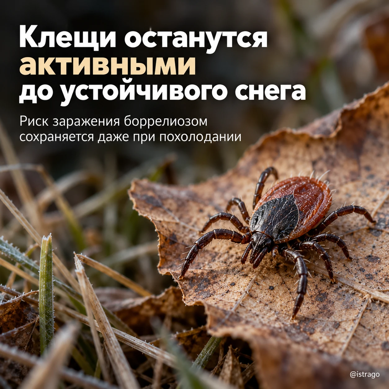 🕷 Клещи останутся активными до устойчивого снега