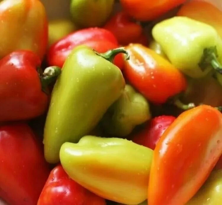 Куплю болгарский перец 🌶️