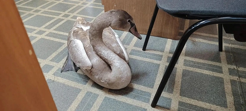 🦢 Грибники спасли раненого лебедя в Саратовской области