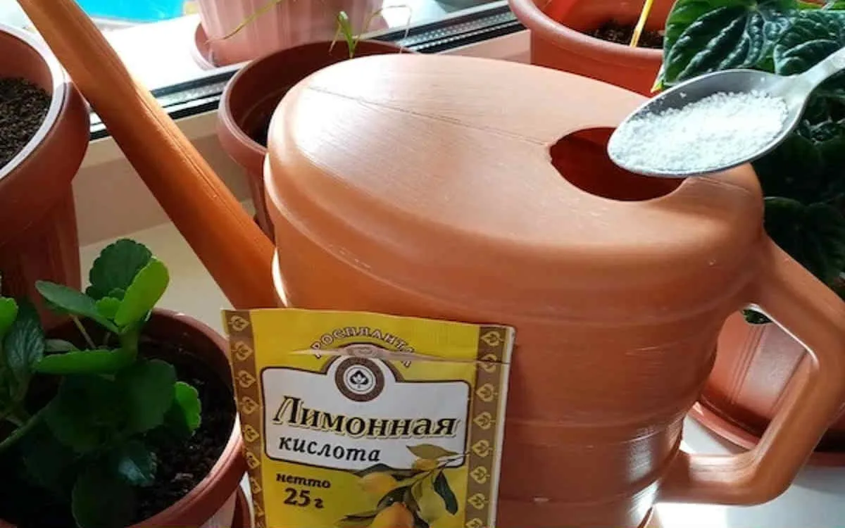 🍋 Лимонная кислота для растений