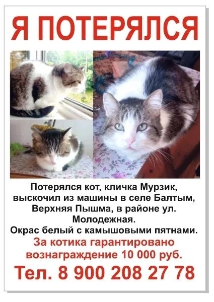 Потерялся кот, окрас камышовый с белым (Верхняя Пышма, Свердловская область)