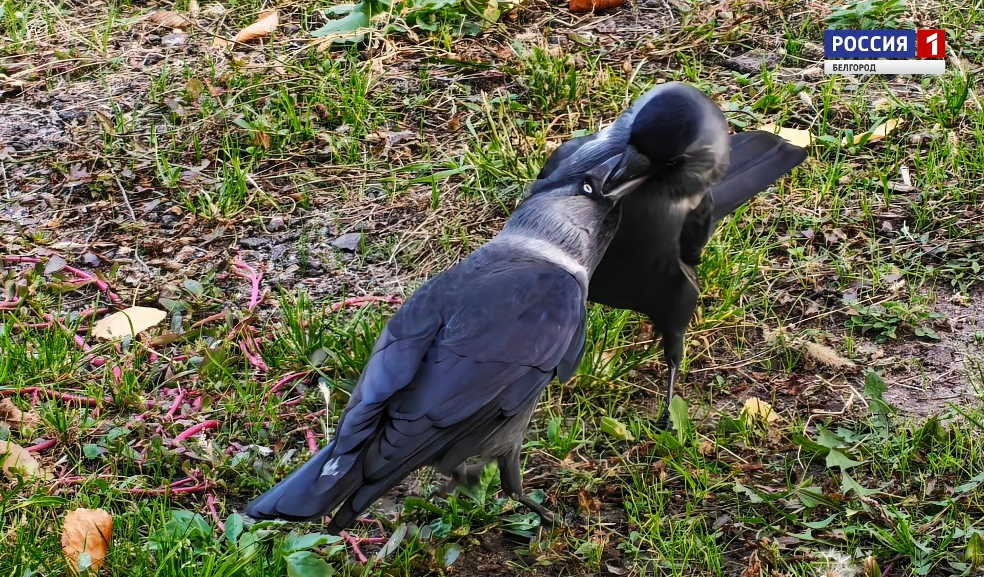 🐦‍⬛️ Сегодня, 15 октября, будет облачная с прояснениями погода