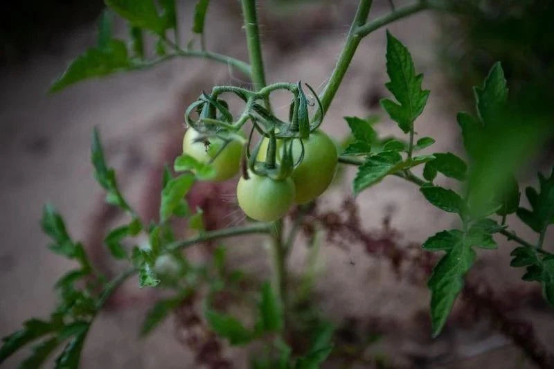 Жители Смоленской области стали есть больше мяса, картофеля и овощей