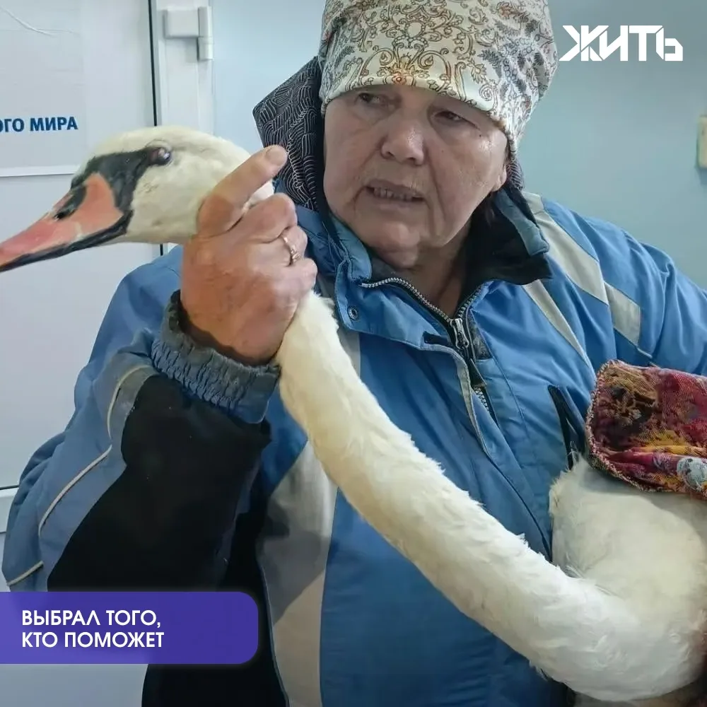 Почти ослепший лебедь сам подплыл к женщине за помощью