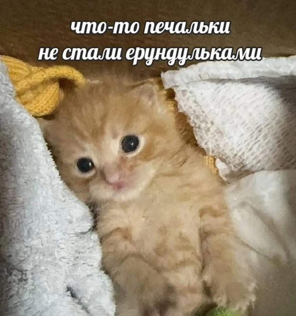 Мемы каждый день • Подписаться