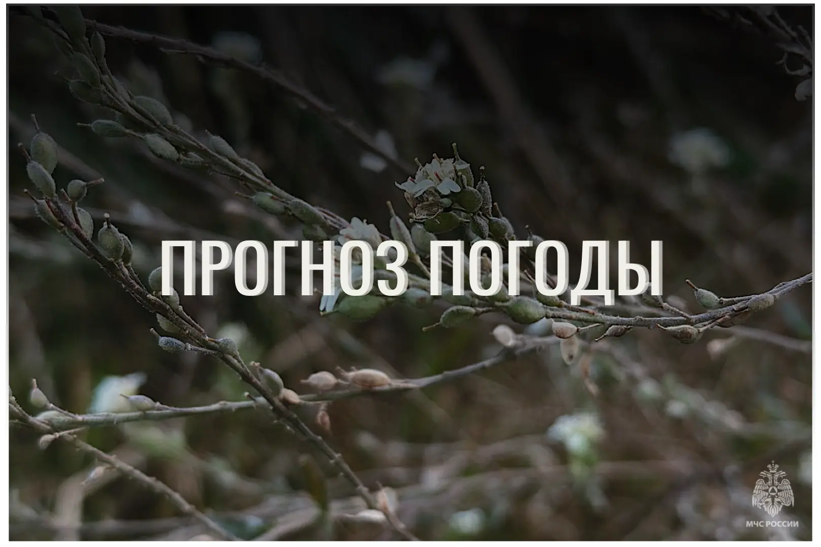 ⛅По данным ЦГМС, 11 октября в регионе прогнозируется переменная облачность.