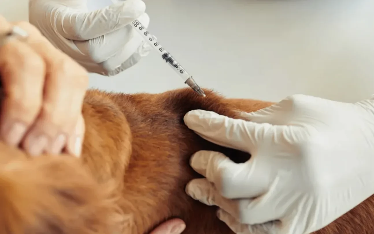 🐾 Завтра ветеринары привьют животных от бешенства