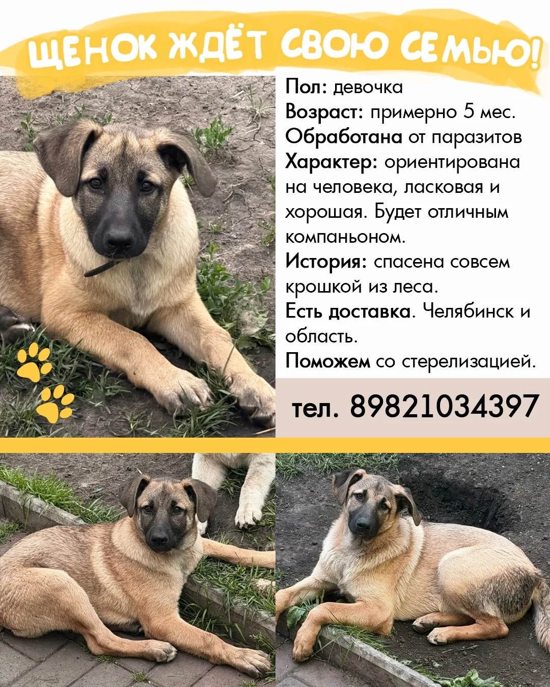 Милая ласковая девочка ищет дом! 🐕🏡