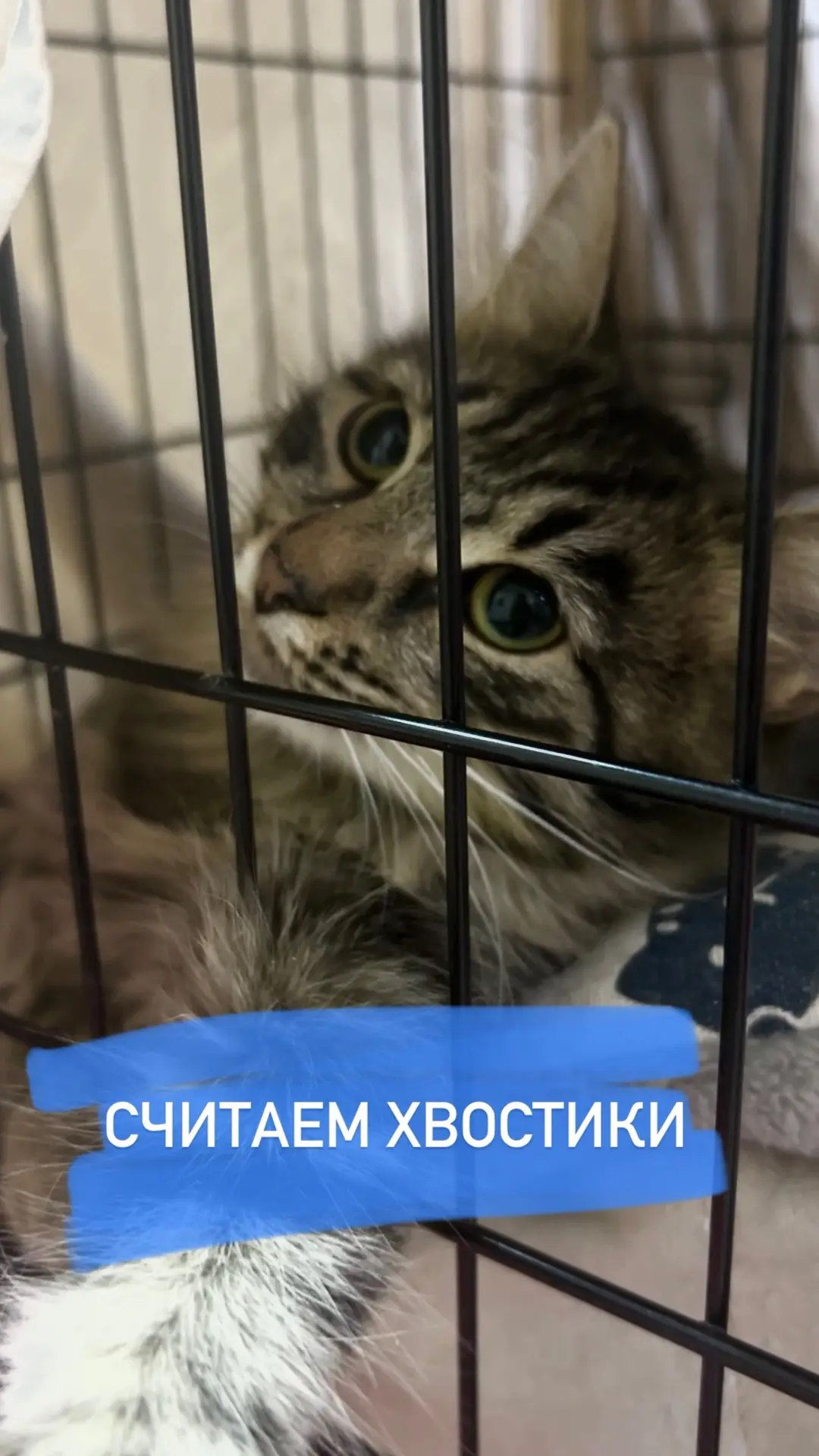 Кто из вас попался в цепкие лапы усатых мошенников?