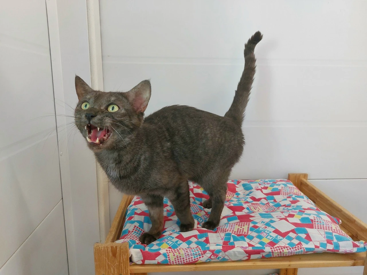 🐾 Знакомьтесь - Фуксия! 🐾