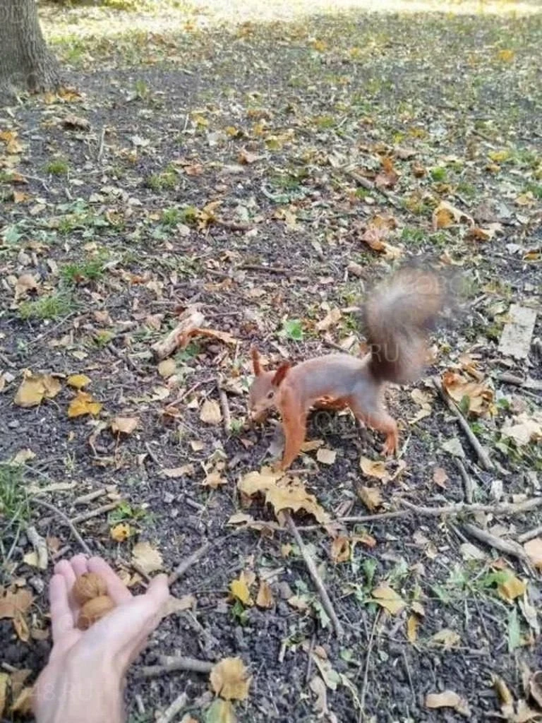 🐿️ Белки снова обживают Быханов сад