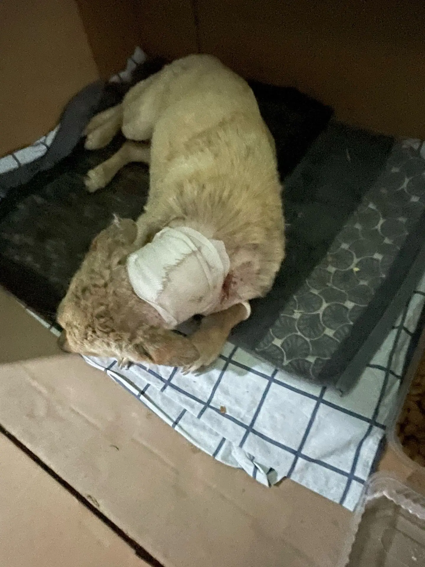 Дoрoгие друзья, сегодня в нашей группе проходит ДЕНЬ СТOЛЬНИКА! 🐾🐾🐾