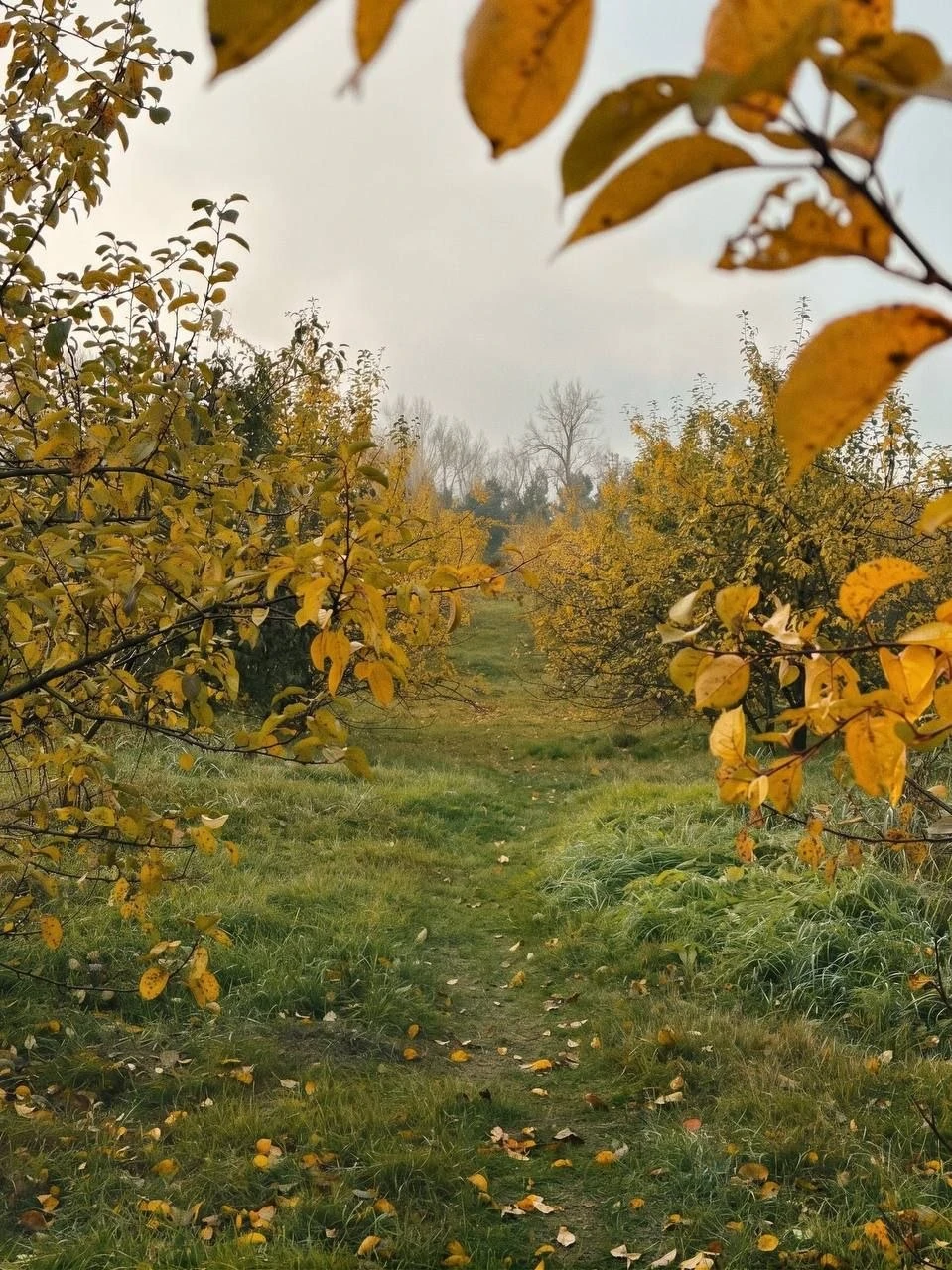 🍁 Какая красота в Татышев-парке!