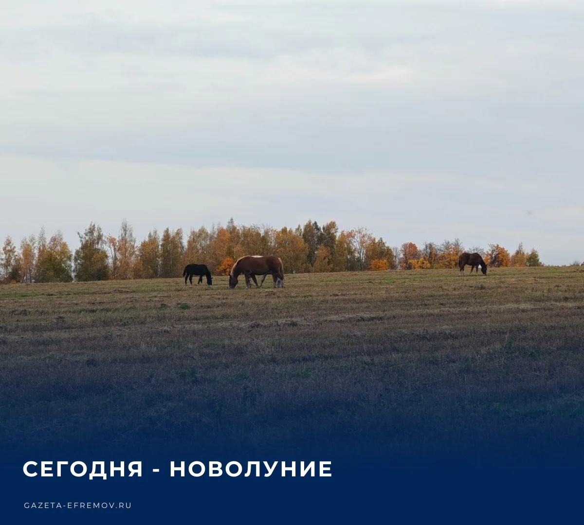 ☀️ Сегодня в Ефремове облачно с прояснениями, температура воздуха составит +9… +14 °С.​