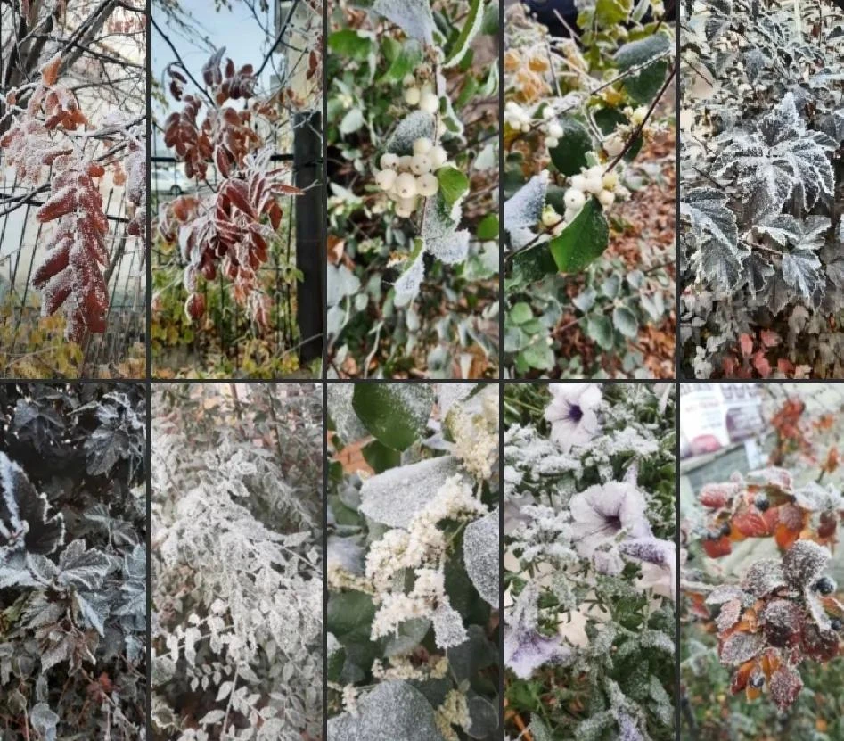 Краски зимы, после сегодняшнего тумана!❄️