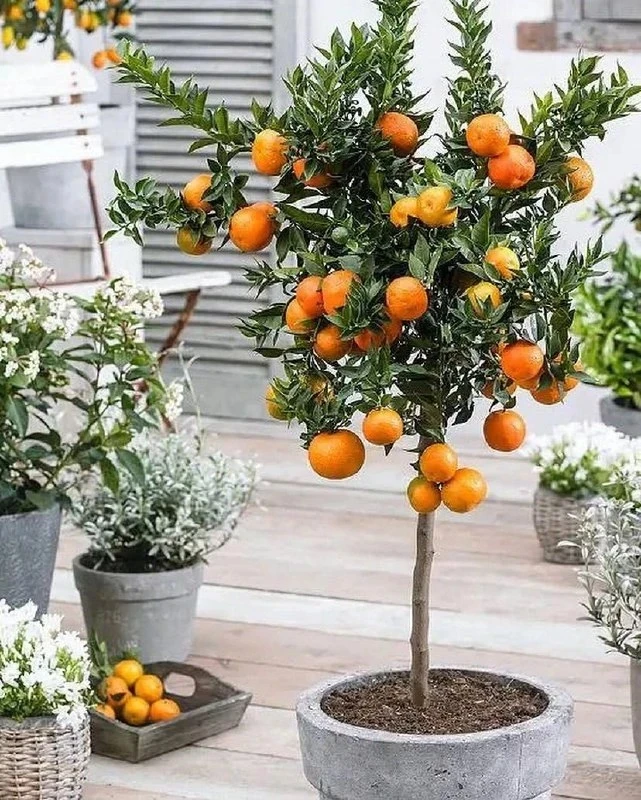 🌿 Домашние цитрусовые очень украшают дом.