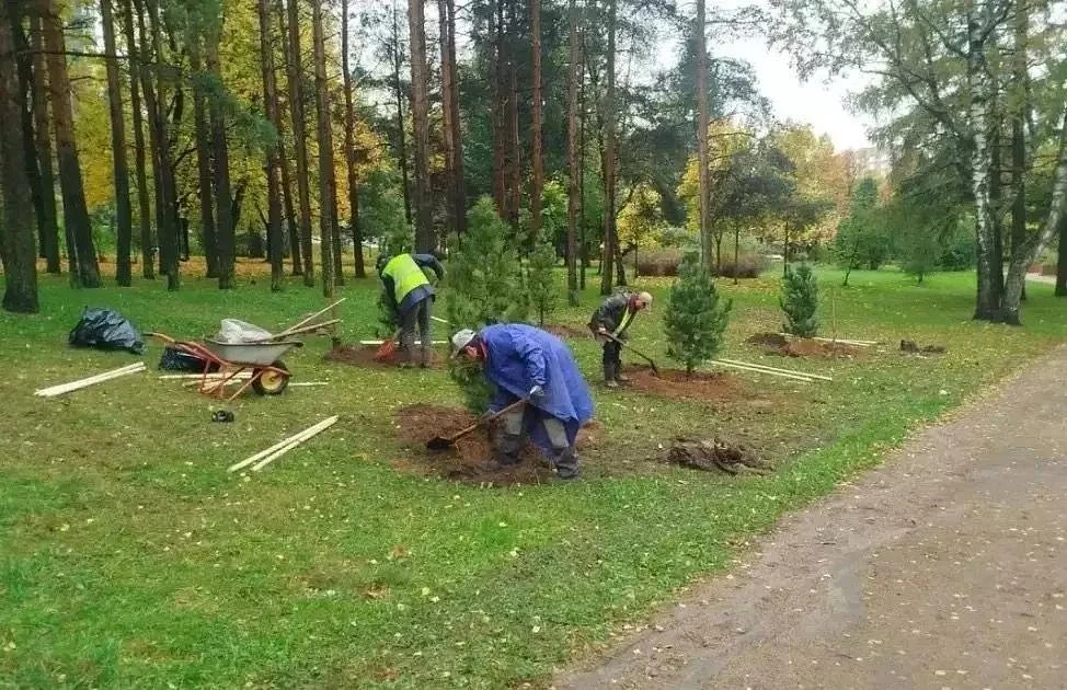 🌳 27 новых деревьев высадили в скверах Колпино