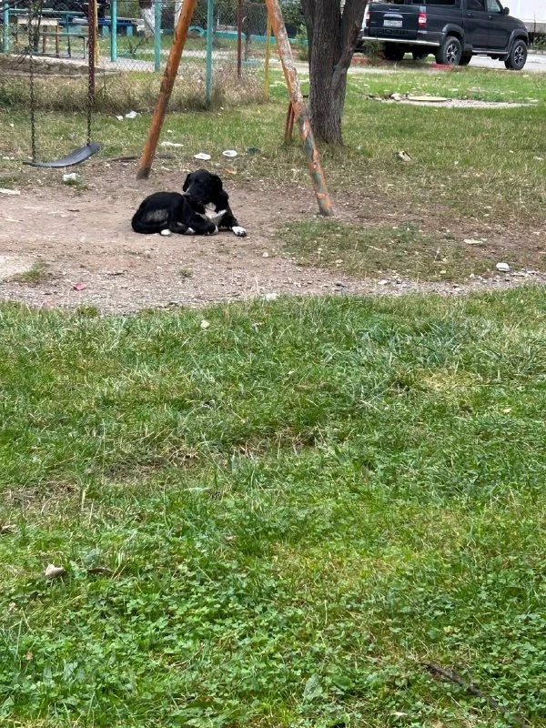 🐶 Стая бродячих собак в Правокубанском