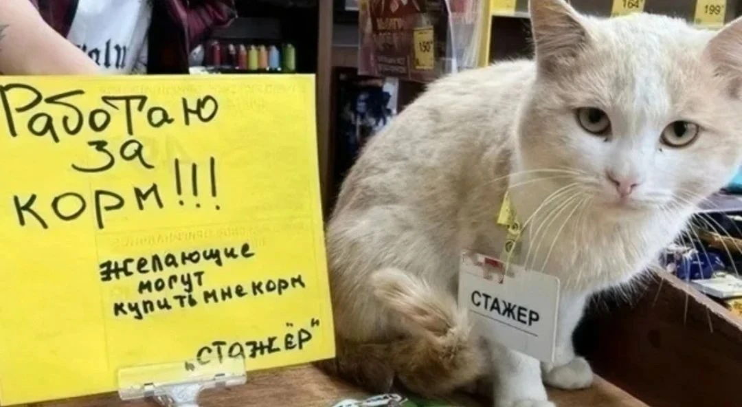 ⚡С 2027 года стажёры перестанут быть «дешёвой рабсилой»