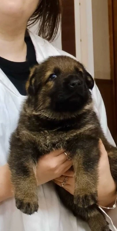 🐕 Красноярские полицейские просят выбрать имя для щенка из кинологического центра