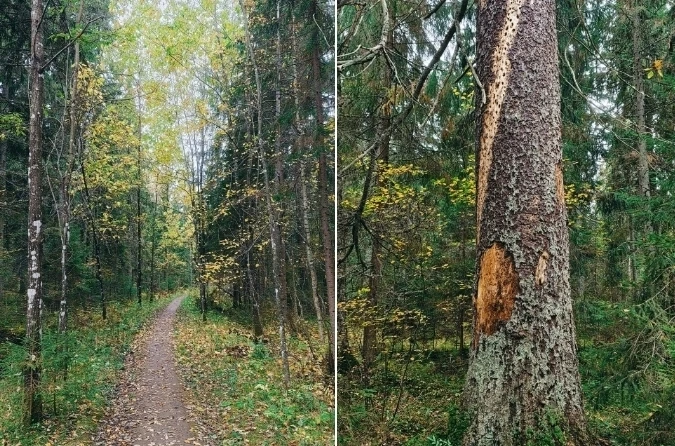 Тосненский район.