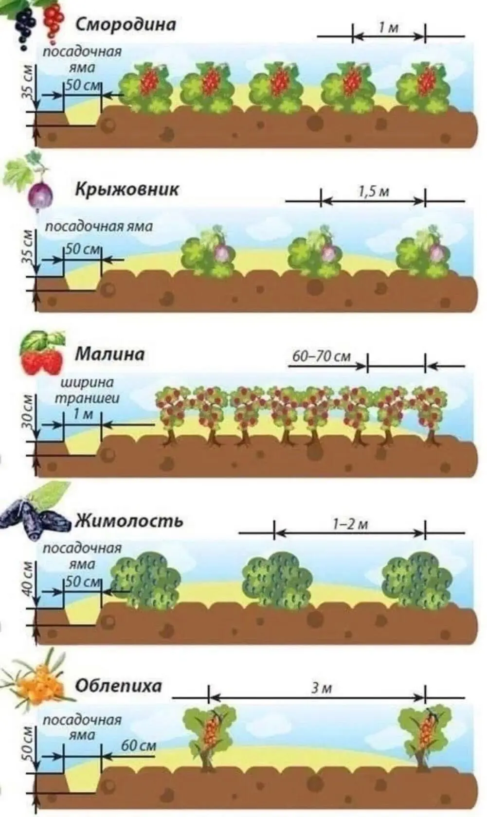 Сажайте правильно🫐🫐🫐