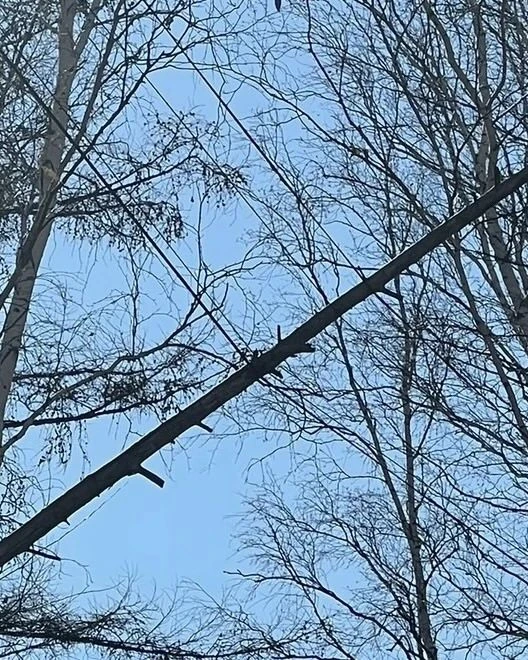 В рощице между школой № 4 и «Точка Хот» упало дерево и сейчас висит на проводах. Об это...