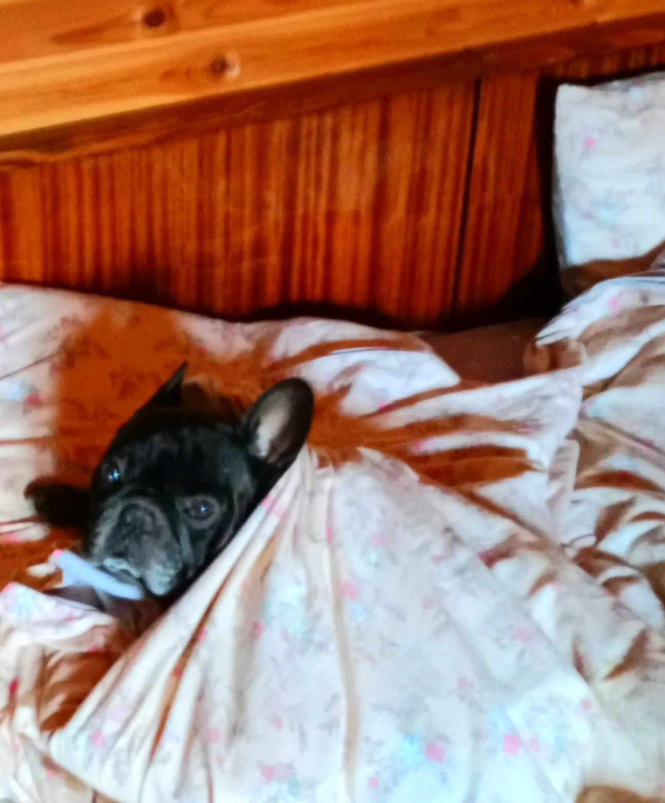 А с утра это чудо пропуканное вылезло из-под одеяла весь такой наивный и невиноватый, т...