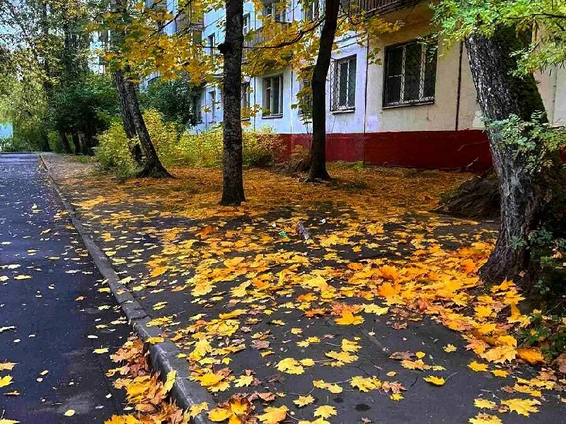 🧹 В Кузьминках жители жалуются на неубранную листву