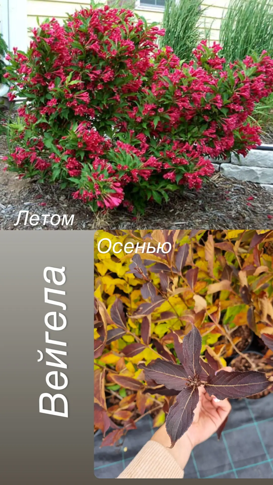 #Вейгела 🌸