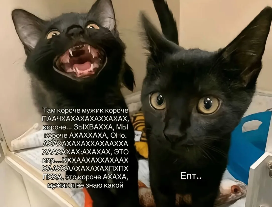 *мы бро?