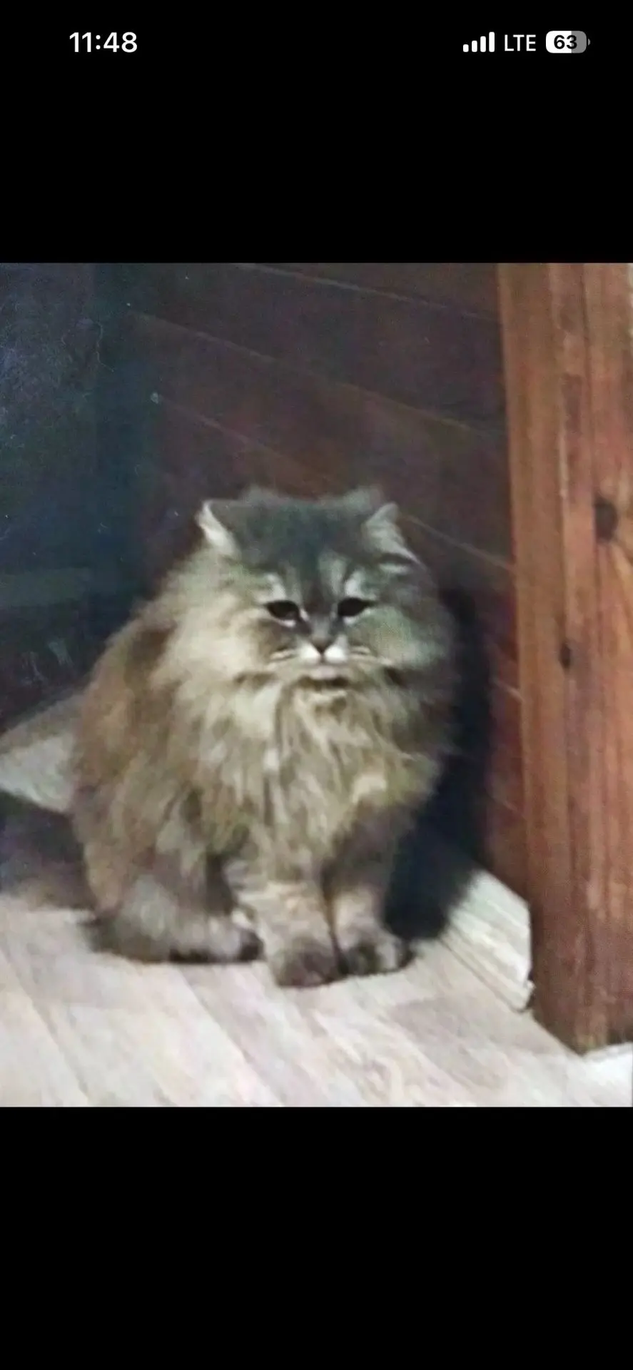 01.10.26 ушла погулять и не вернулась кошечка. Ей 10 лет, окрас дымчато- серый, спинка ...