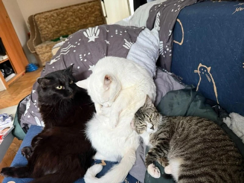 Кошку, которую нашли на теплотрассе в Ленинском районе, забрали домой после того, как о...