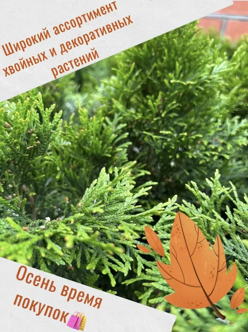 🍂 Осень — отличное время для выгодных покупок! 🌲🛍️