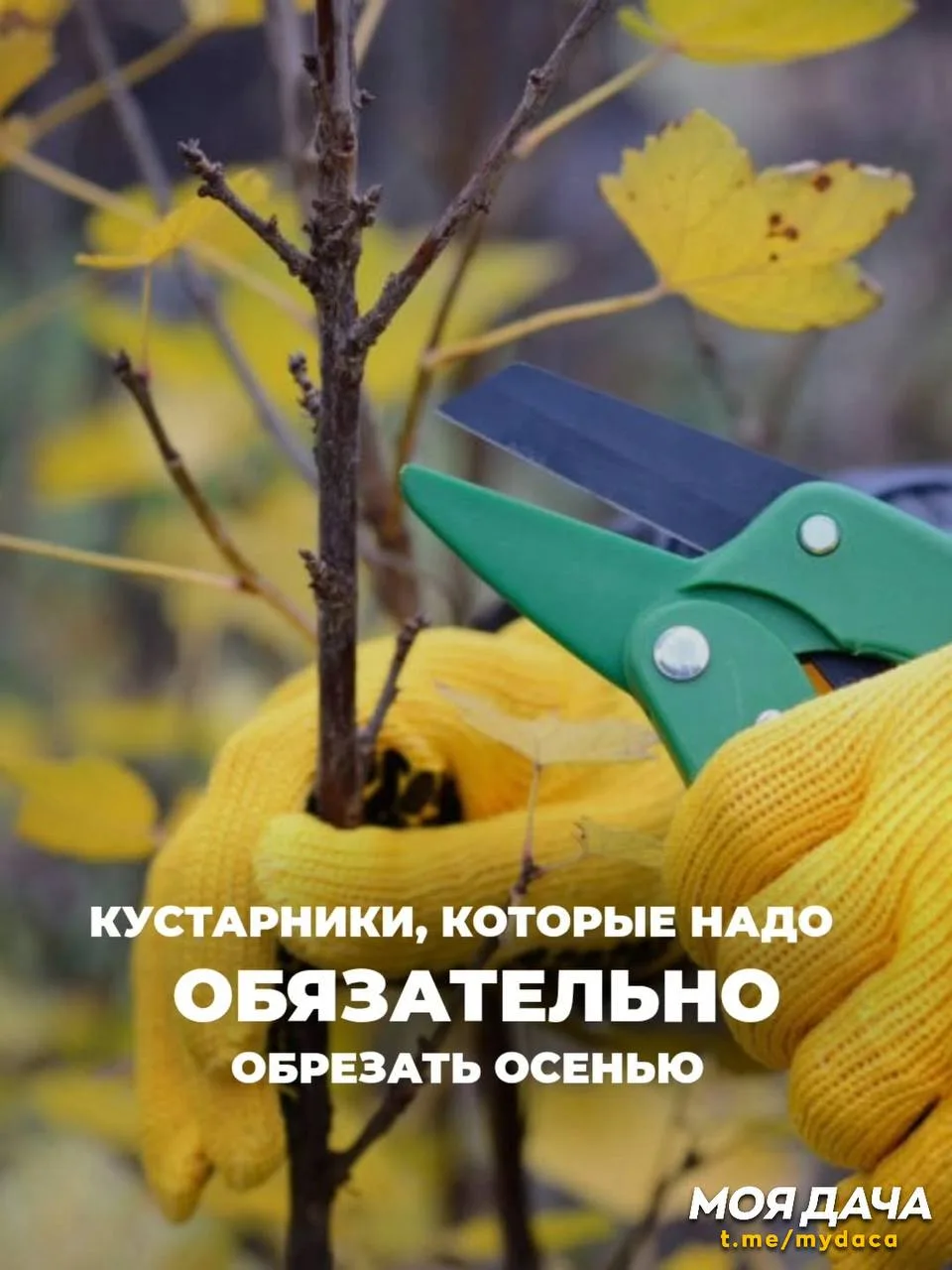Кустарники, которые ОБЯЗАТЕЛЬНО нужно обрезать осенью 🍀