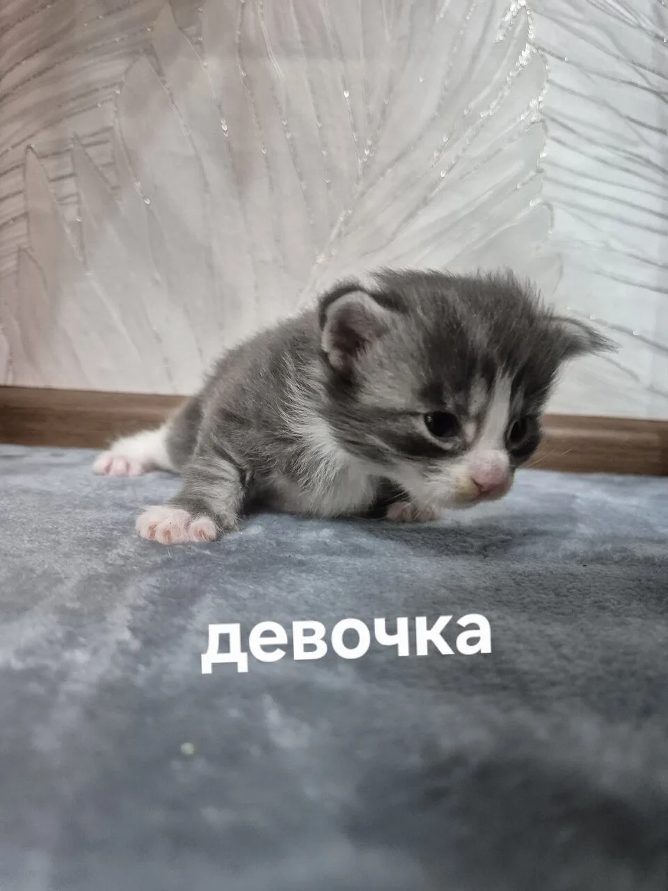 Продам котят мейн-куна, 2 мальчика и 2 девочки