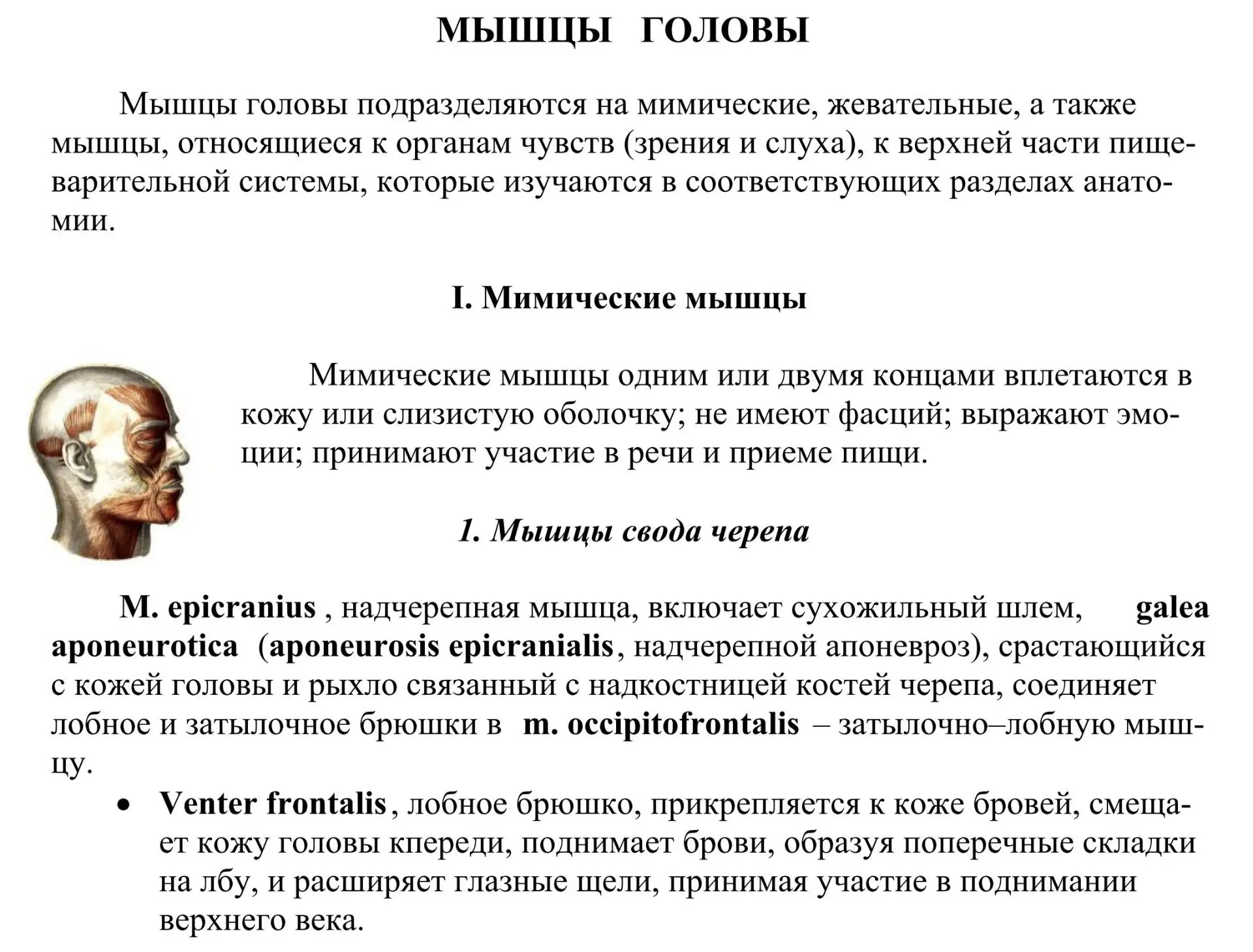 Мышцы и фасции головы