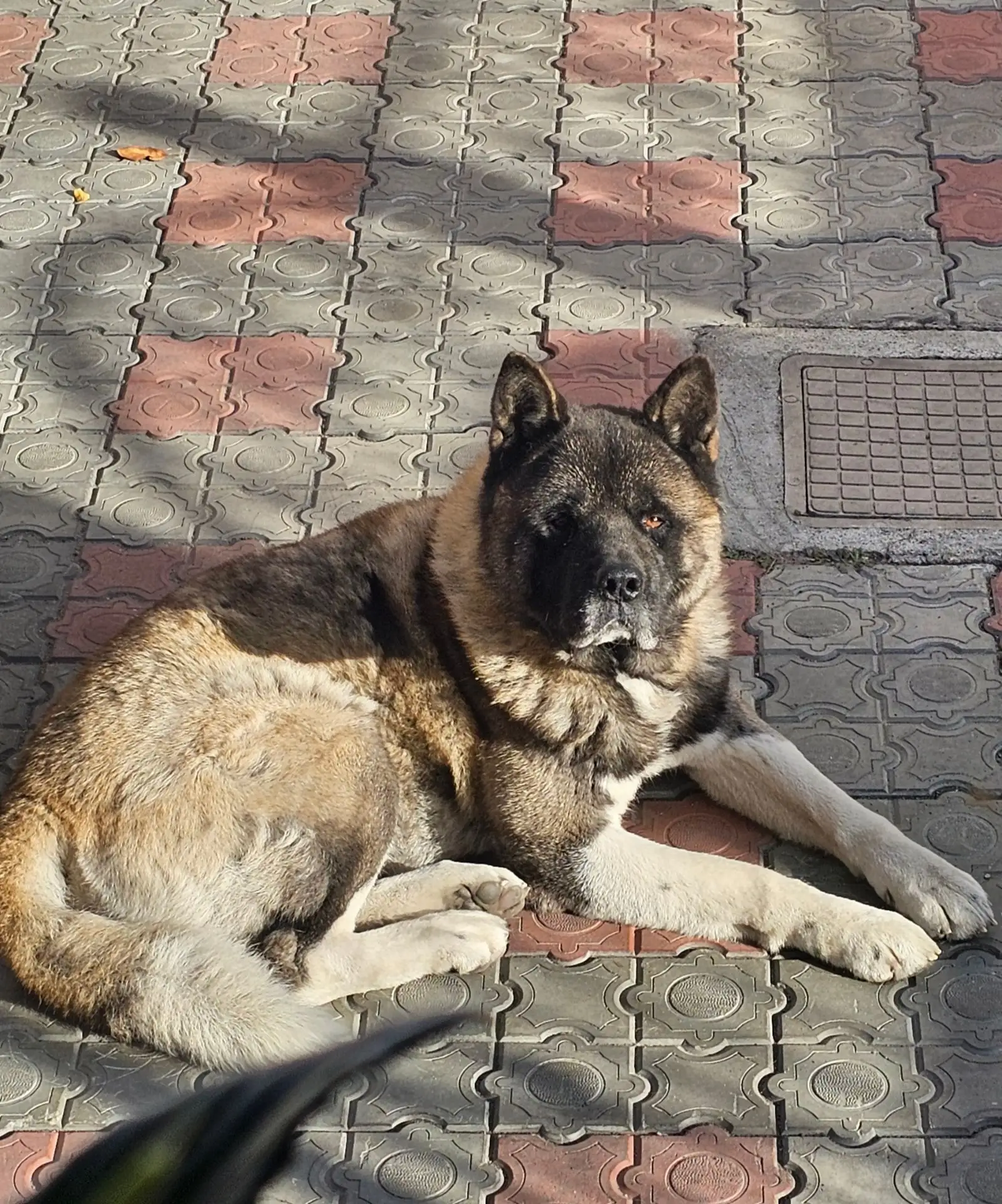 Мой зайчик. Смотрит на меня в окно, целый день, ждет