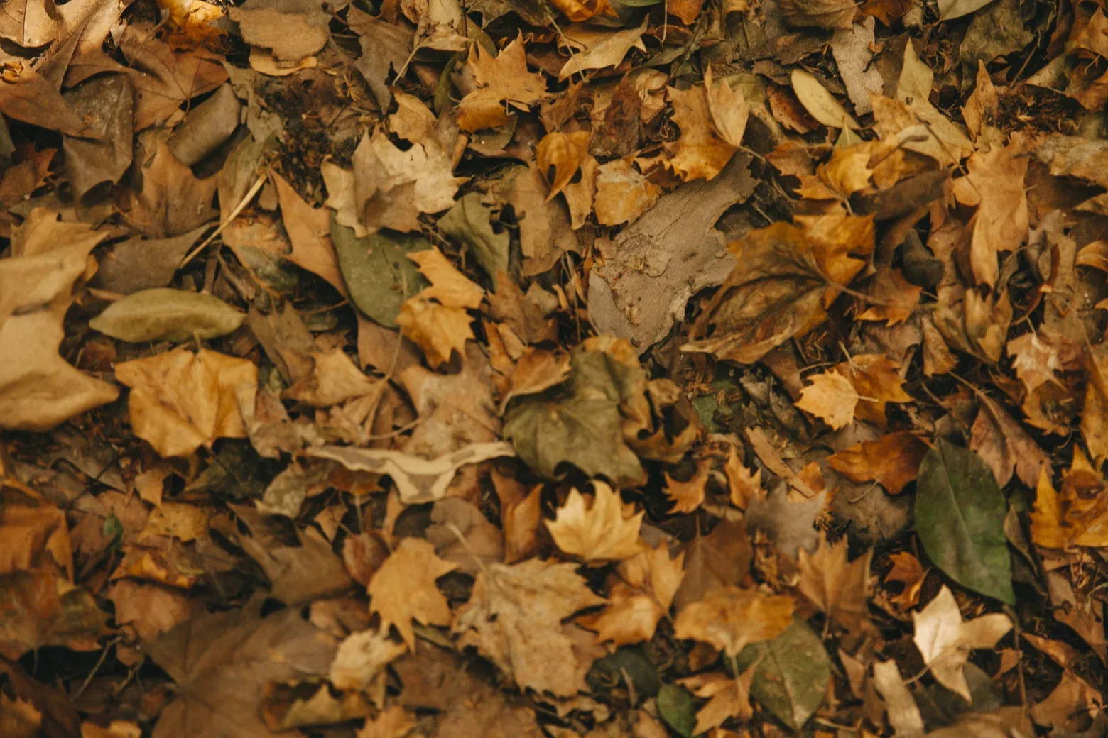 🍁 Клещи не уходят с первым листопадом