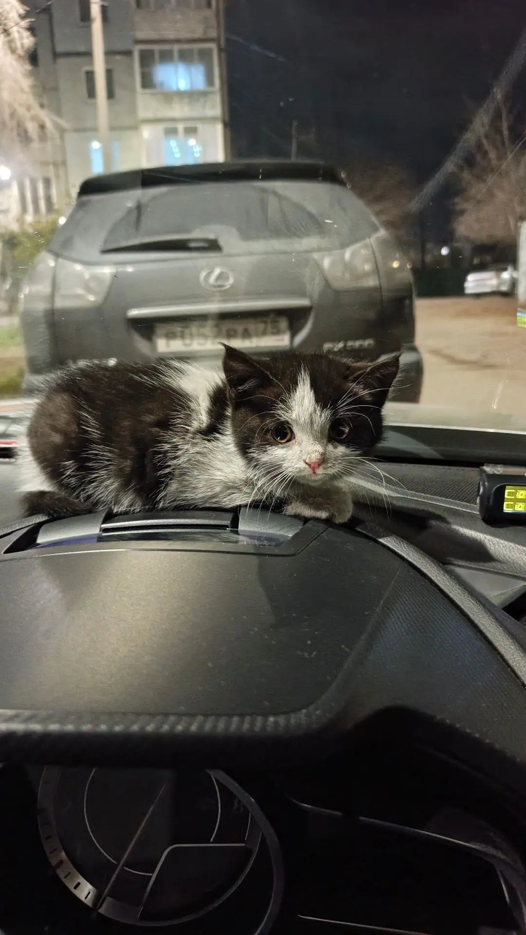 Приютите пожалуйста котенка, доставка, мальчик. 89248025566