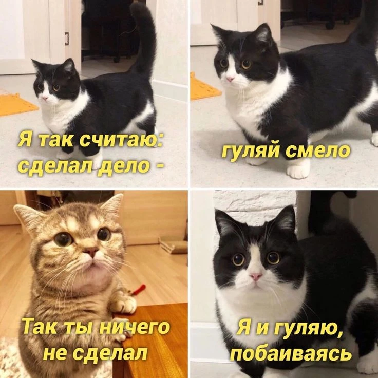 Подписаться на канал: "Котики"🧶🐈