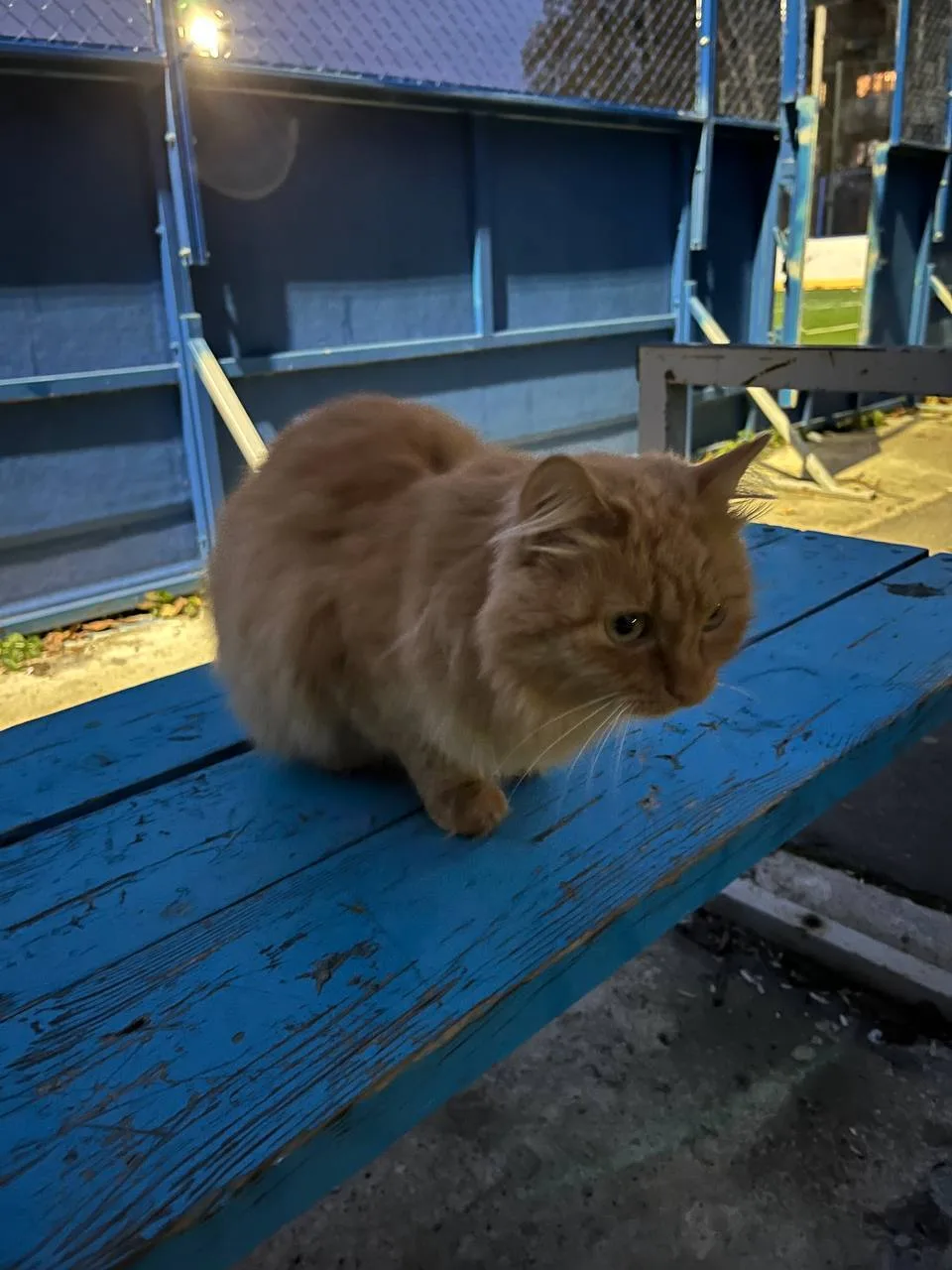 Возле Патриотов, 10 гулял котенок.