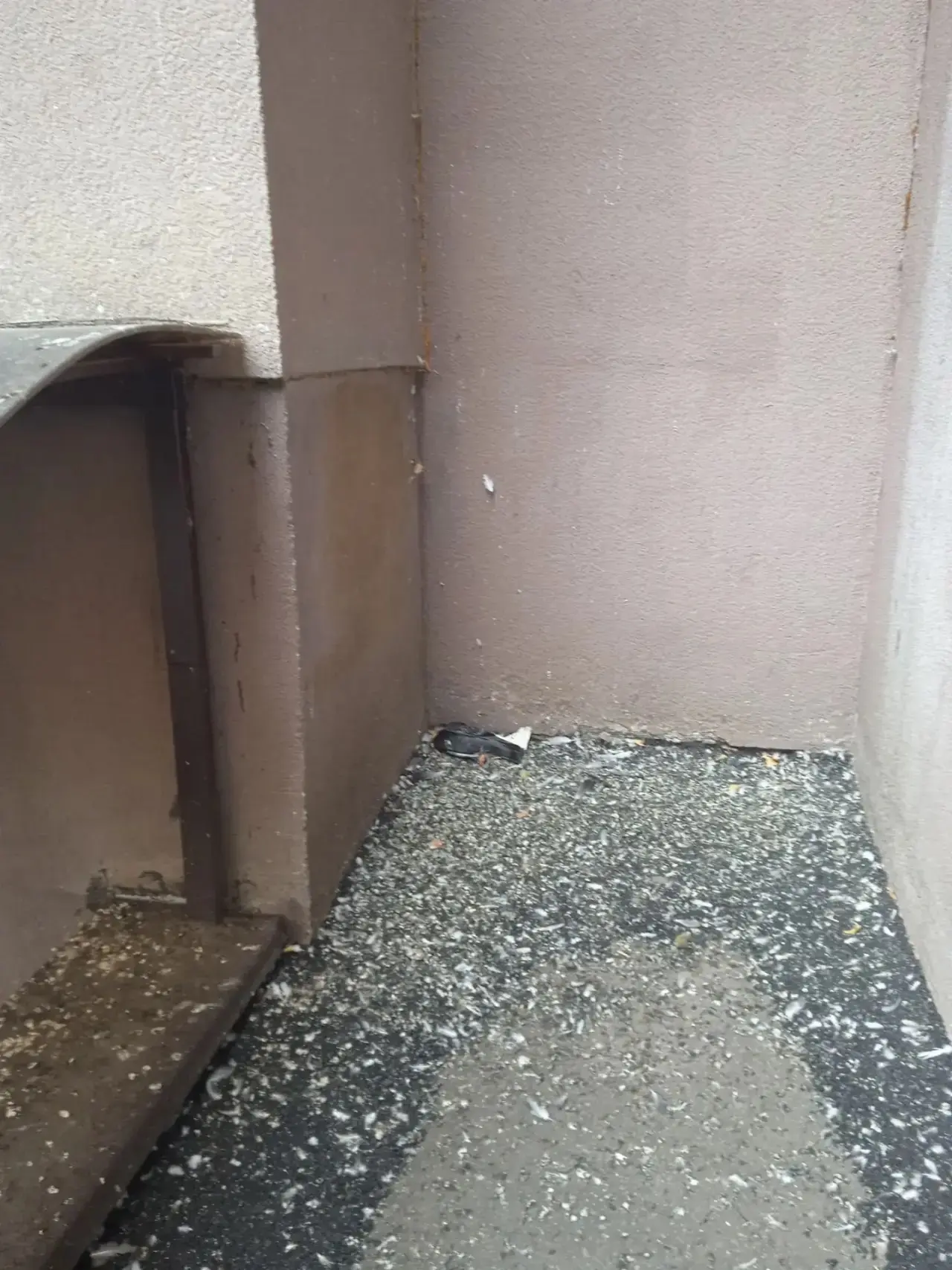 🐦 Голубиный помёт и погибшие птицы во дворе на Ладожской
