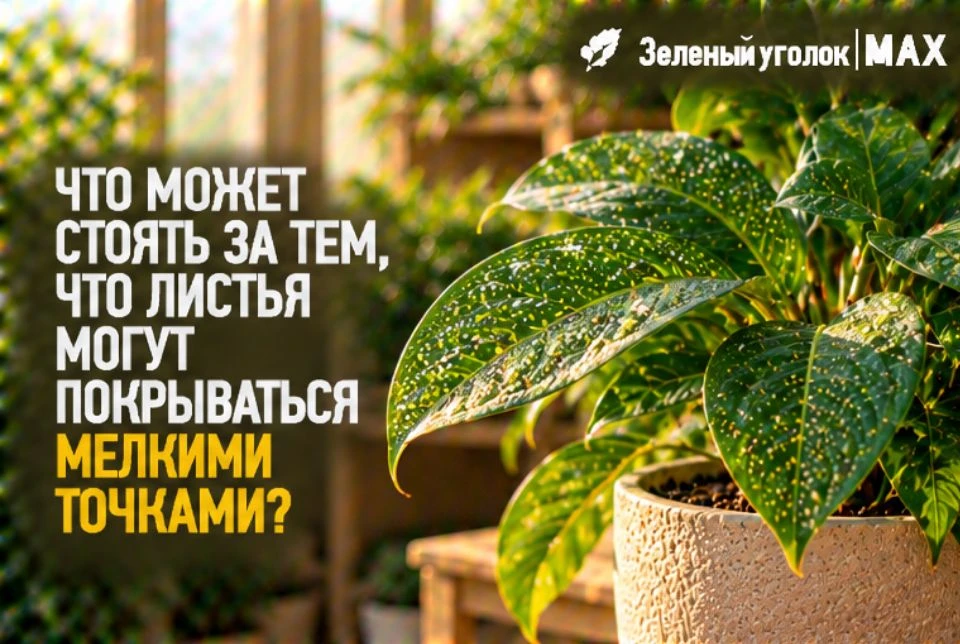 🍃 ЧТО МОЖЕТ СТОЯТЬ ЗА ТЕМ, ЧТО ЛИСТЬЯ МОГУТ ПОКРЫВАТЬСЯ МЕЛКИМИ ТОЧКАМИ?