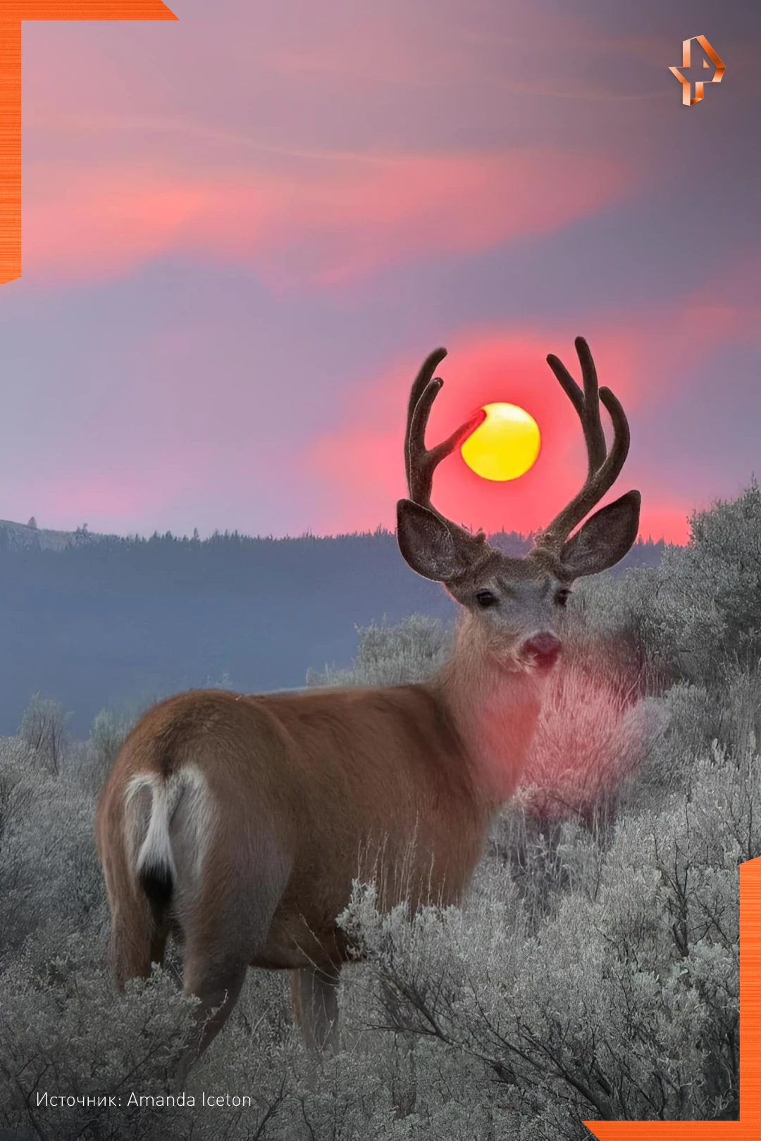 ☀️Олень поймал солнце, а фотограф — идеальный кадр.